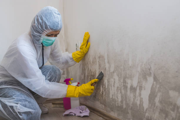 Trusted Blackwell, OK Mold Removal Experts