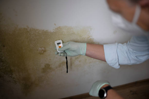 Mold Removal and Inspection in Blackwell, OK