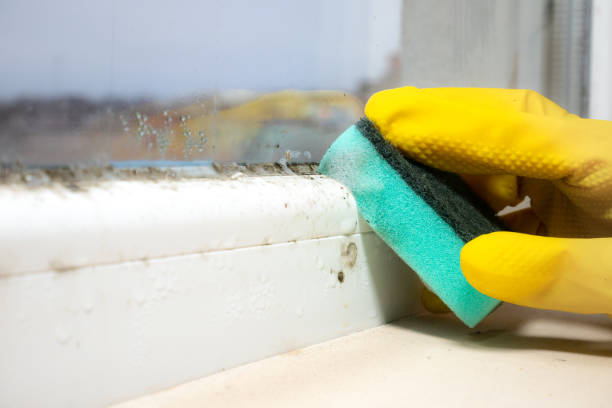 Best Home Mold Removal  in Blackwell, OK