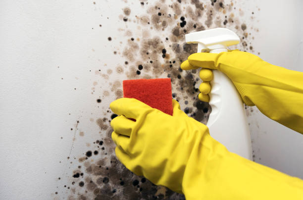Best Mold Removal and Inspection  in Blackwell, OK
